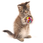 Balle-gratter-pour-chat-jouet-interactif-amusant-chaton-herbe-chat-cloche-accessoires
