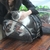 Sac-de-voyage-Portable-pour-animaux-de-compagnie-en-plein-air-chiot-chien-chat-transporteur-sacs