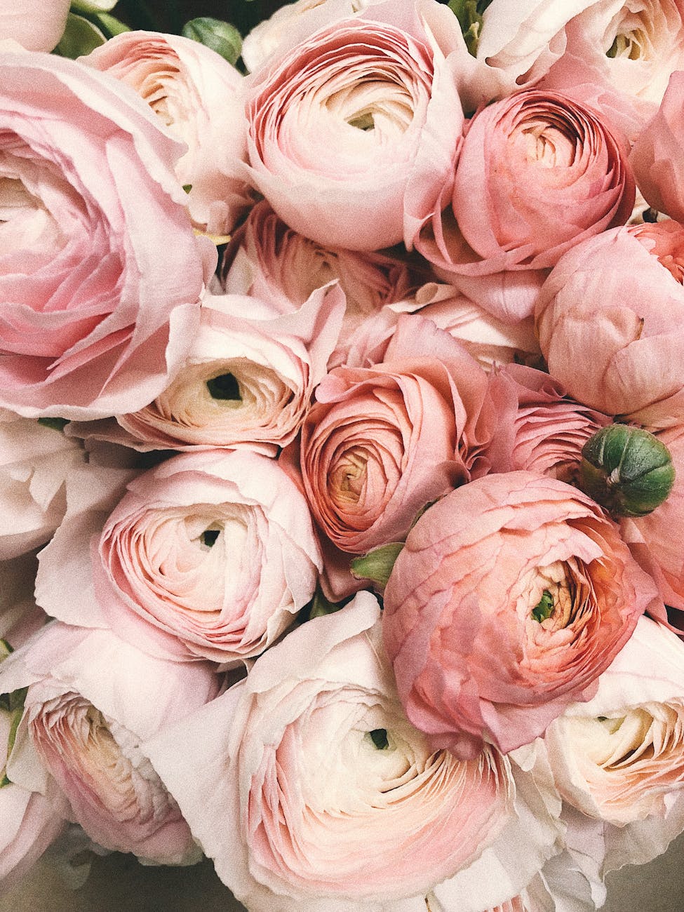 photographie en gros plan de fleurs