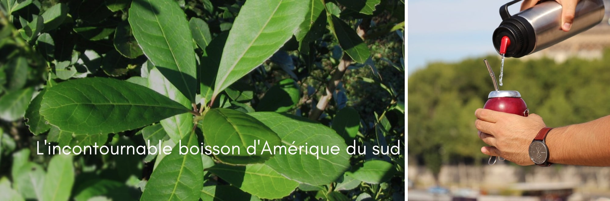 Boisson d'Amérique du sud - mate