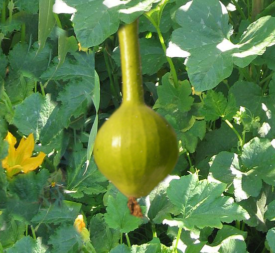 courges