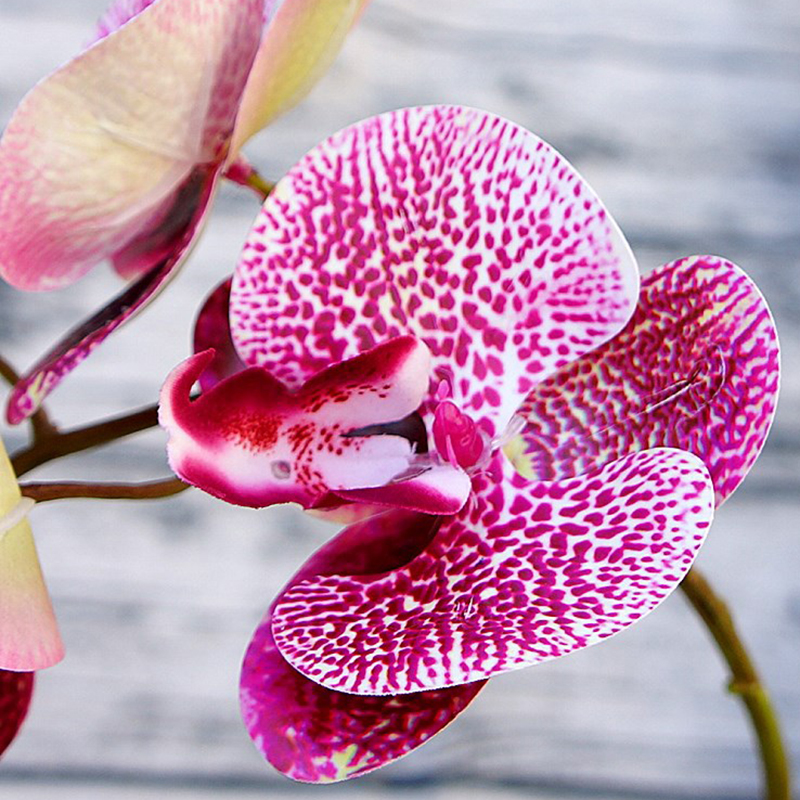 orchidee-artificielle-pour-decoration