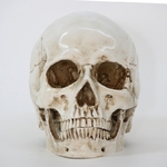 decoration-halloween-tete-de-mort-os