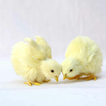 poussin-de-paques-peluche-miniature