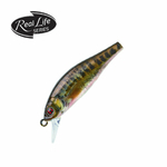 flat-phoxy-minnow-RL07