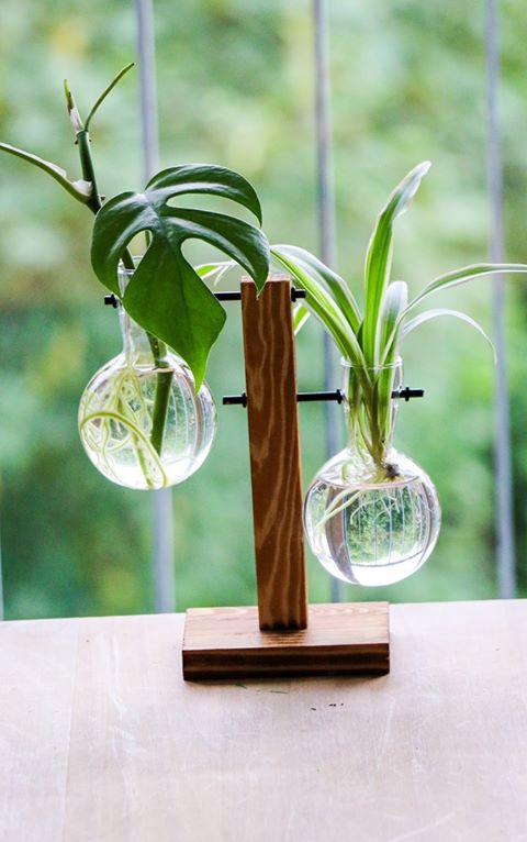Plantes vertes-boutures-bois-boule de verre