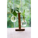 Plantes vertes-boutures-bois-boule de verre