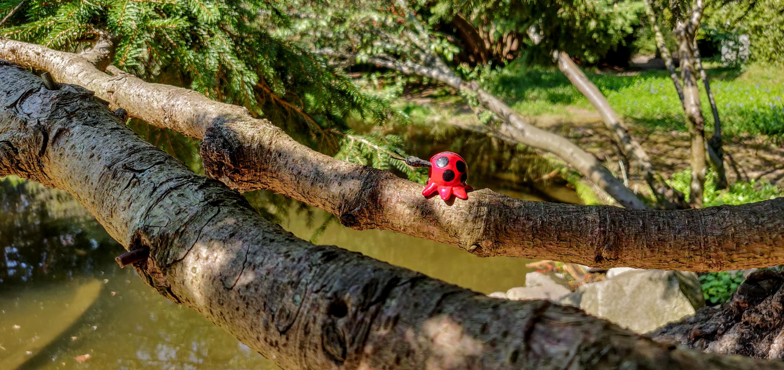 adalia au bonheur des coccinelles