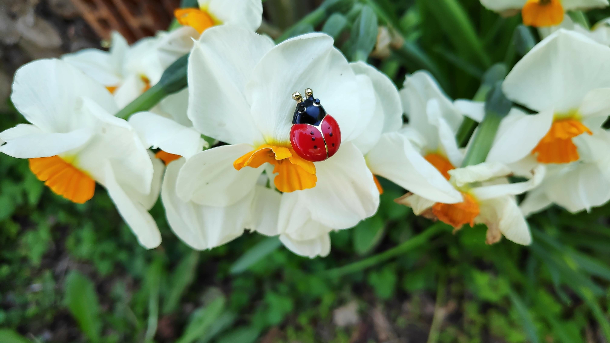 Signification coccinelle