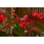 bague ladybug coccinelle
