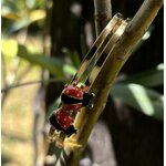 BRACELET COCCINELLE FILLETTE