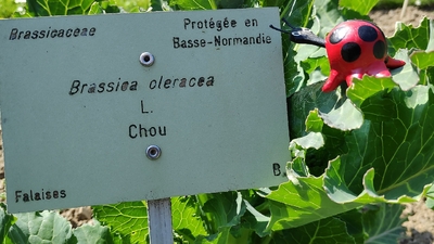 coccinelle jardin des plantes